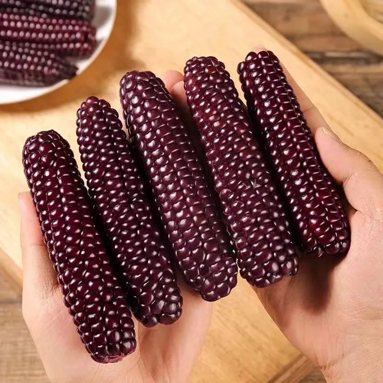 西双版纳紫糯拇指小玉米新鲜甜糯手指小玉米非转基因孕妇宝宝粗粮