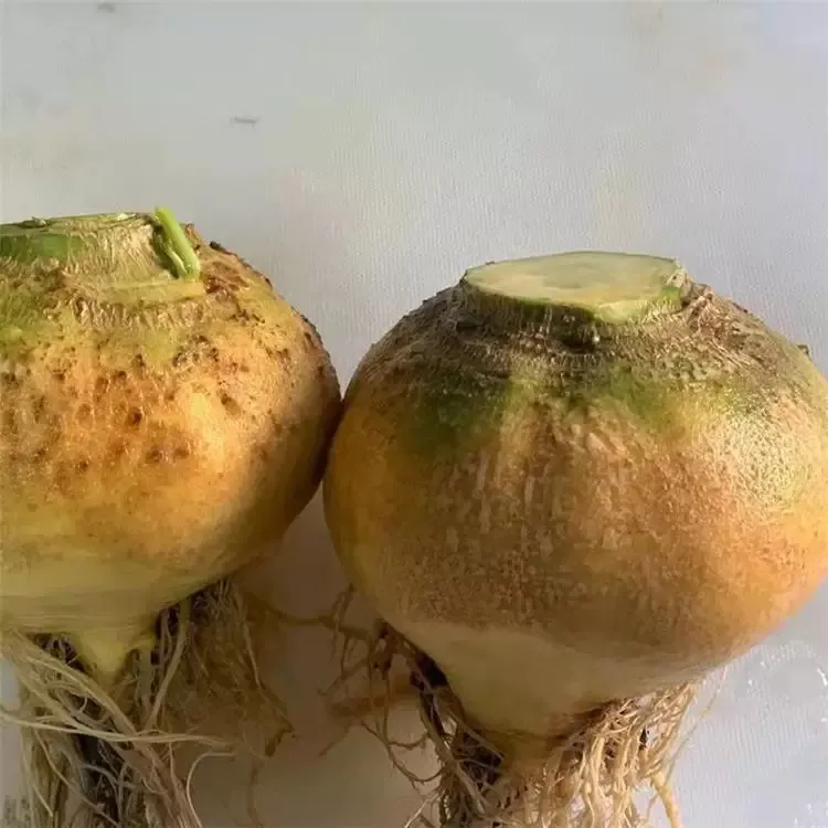 【黄肉芥菜疙瘩种子】黄肉芥菜疙瘩种子四季种植品种阳台