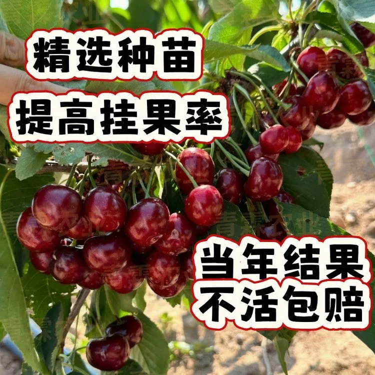 【车厘子树苗】买一送一樱桃苗盆栽地栽南方北方阳台庭院果树苗耐寒