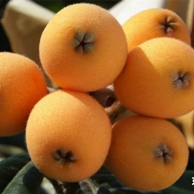 四川眉山五星枇杷老人小孩孕妈妈都爱吃的水果