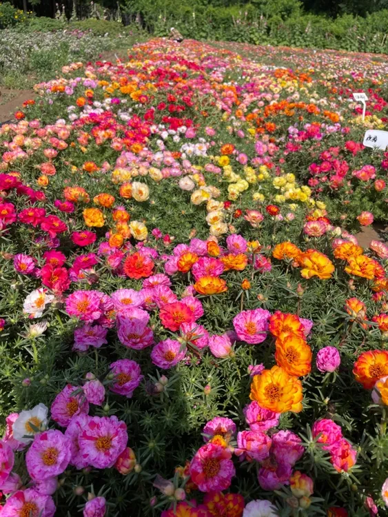 子播太阳花混色枝条