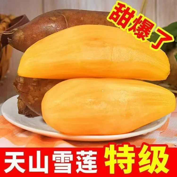 【头茬鲜果】云南天山黄心雪莲果现挖新鲜应季水果清甜脆爽多汁