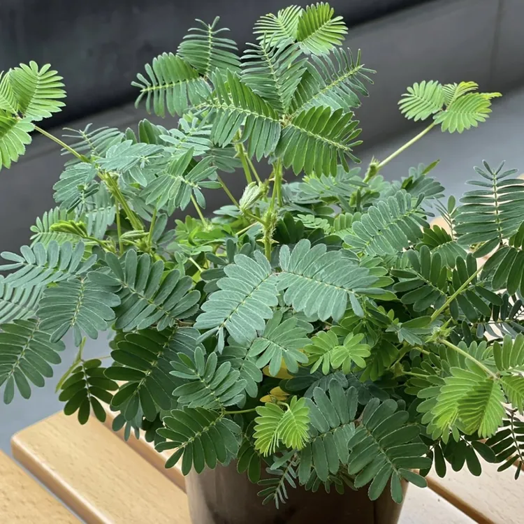 含羞草盆栽花园小森林花卉绿植室内易养护绿植易养护