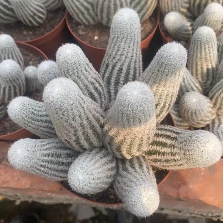 超大多头白太阳仙人球办公室内阳台防辐射绿植含盆带土栽好包邮