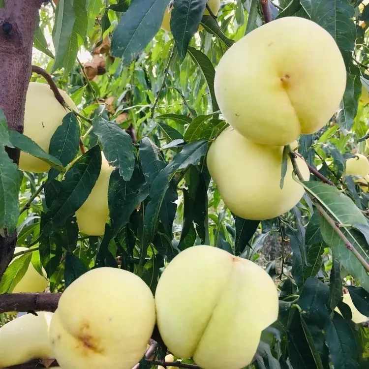 雪桃丑桃爆炸裂口甜桃子桃丑裂口桃映霜红应季脆水果毛桃甜桃整箱