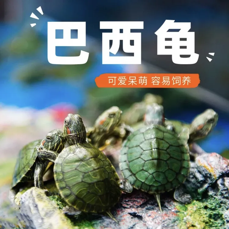 批发巴西龟小乌龟活物活体萌宠物观赏家养水龟红耳龟摆摊首选