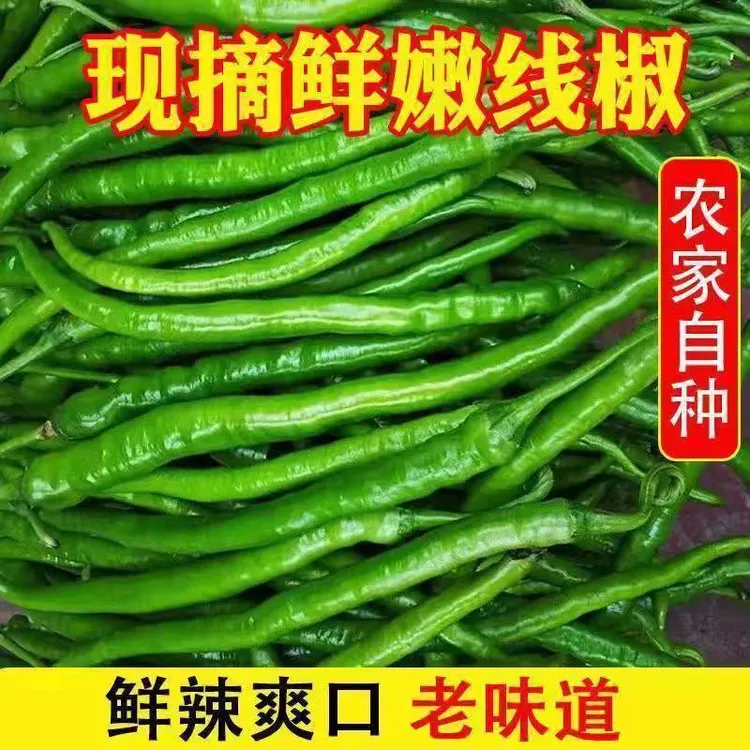 新鲜细长青线椒二荆条产地直供1斤3斤5斤当天摘当天发新鲜尖辣椒