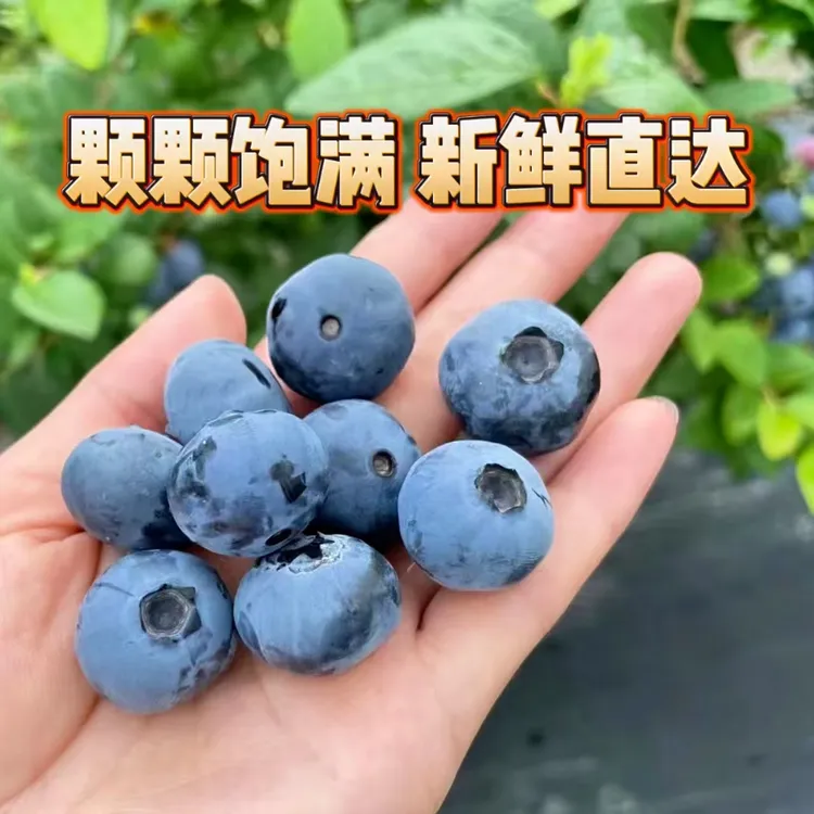 广东花香蓝莓广州产地新鲜现摘整箱顺丰京东空运