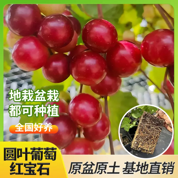 浙江基地葡萄树苗圆叶红宝石无核寒香蜜巨丰阳光玫瑰庭院果树盆栽