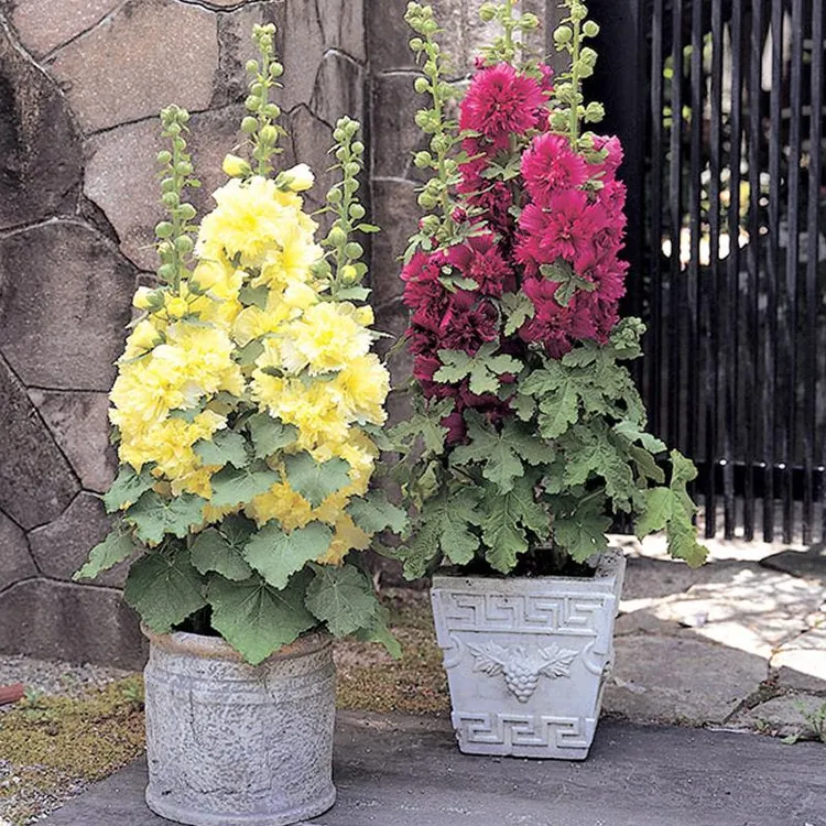 盆栽蜀葵种子大花重瓣花种子四季播种开花室外庭院易活一丈红花籽