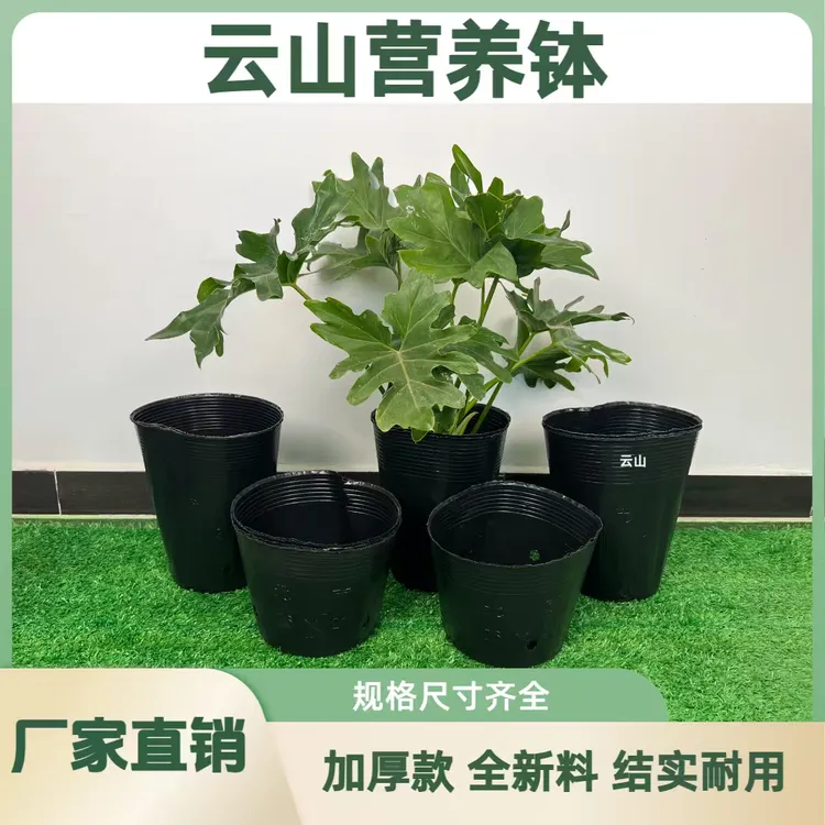 加厚整件营养杯育苗杯营养钵育苗盆源头厂家［直播间专享］