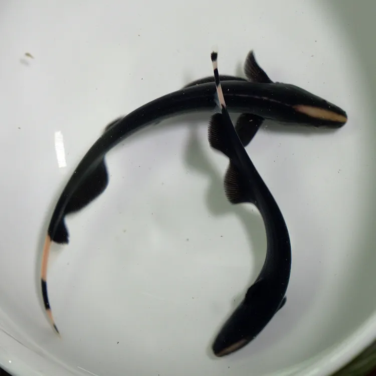 鱼缸鱼友首选黑夜使者羽毛观赏鱼淡水顺丰包邮