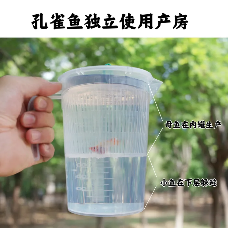 孔雀鱼凤尾鱼繁殖隔离盒小鱼保护杯单独缸外使用母鱼隔离瓶玛丽鱼