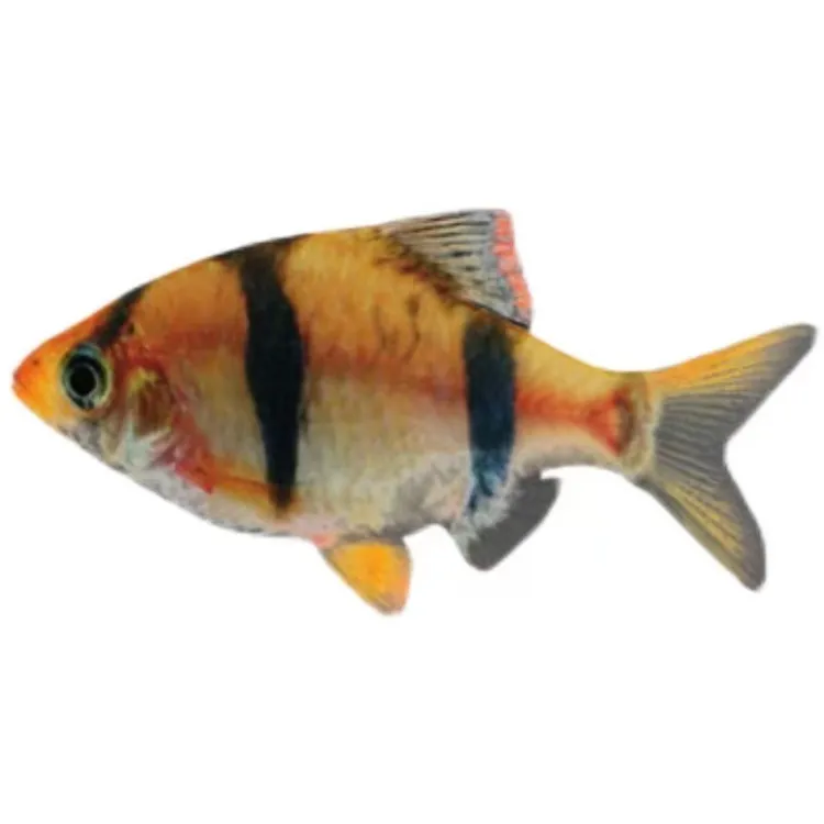 小型热带鱼观赏鱼活体淡水水族鱼宠物虎(四间鱼)