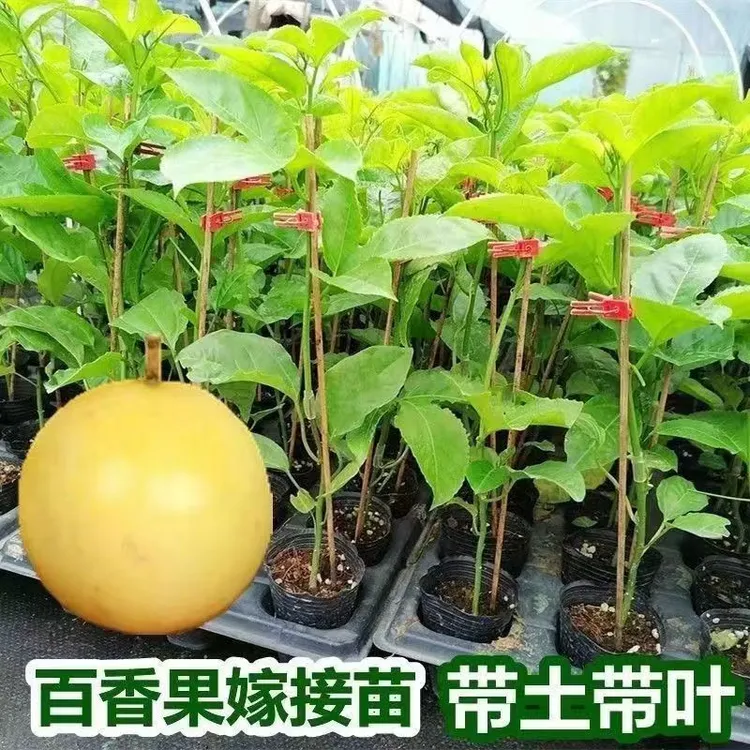 庭院植物黄金品种百香果四季爬藤不断盆栽地栽家庭花园都可种植