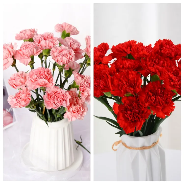 【康乃馨福利】单头康乃馨母亲节三八节女神节可选色云南昆明基地发