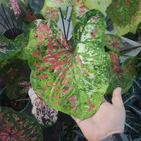 一加仑月光覆盆子彩叶芋室内观叶植物网红ins风懒人绿植