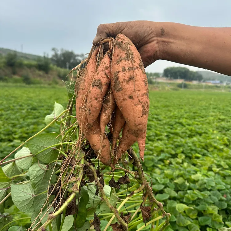 【陕北晓儿】陕北沙地老品种红薯 软糯香甜 现挖现发（包邮）