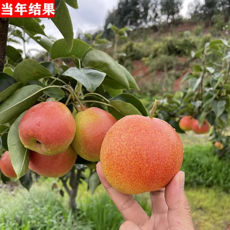 【精品好果】云南高原红梨脱骨酸甜红香酥梨当季新鲜火把梨香脆梨