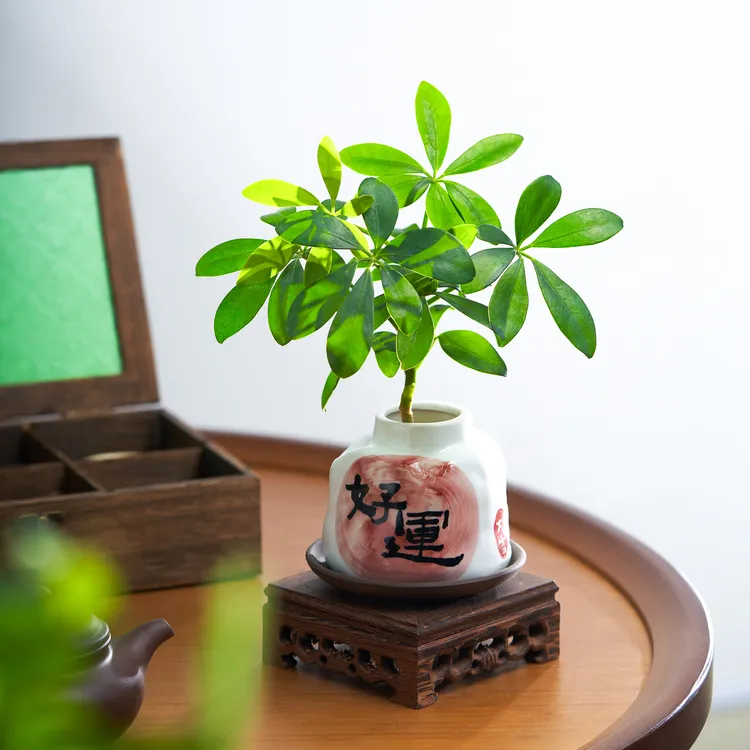 好运水培来财鸭脚木盆栽四季常青植物客厅室内绿植招财花卉四季