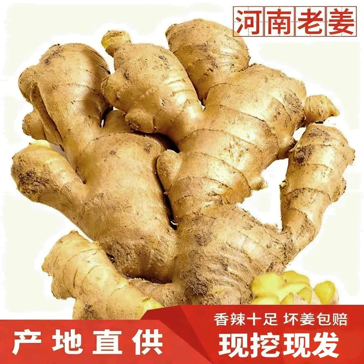 现挖现发河南生姜老姜批发大姜新鲜农家黄姜月子干姜原生态大个
