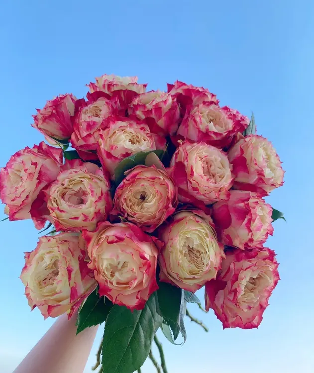 温柔甜蜜的回忆苹果捷克玫瑰11支装山东省内今天拍明天到家