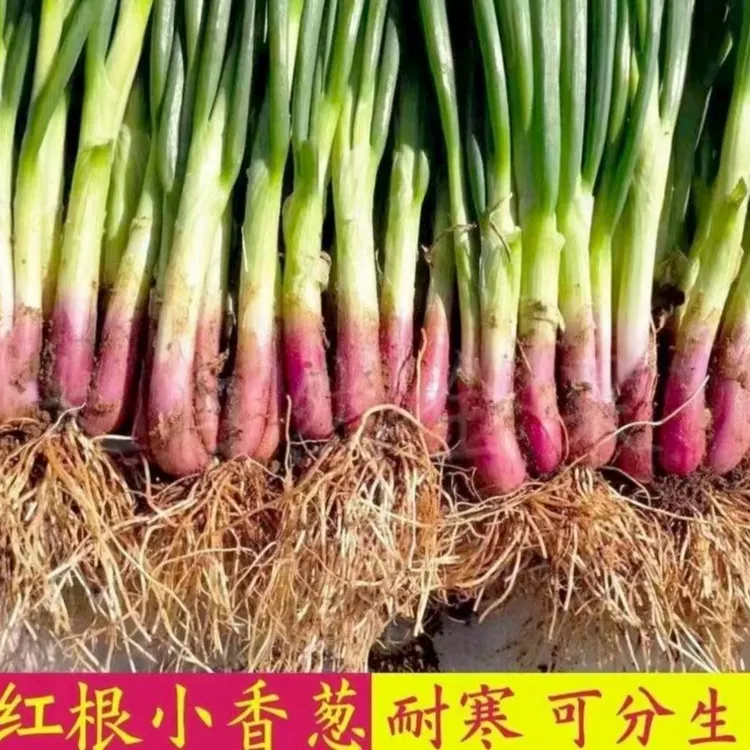 火葱头四季小香葱红葱头盆栽头苗小葱籽黄葱头阳台蔬菜盆栽葱种子