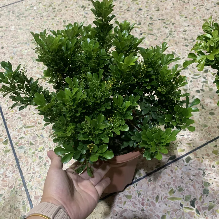 米兰花盆栽老桩室内阳台庭院种植四季开花散发清香