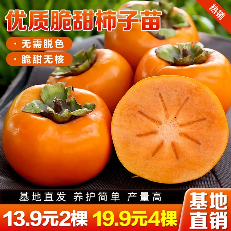 脆甜柿子树苗阳丰太秋火晶柿子树苗南北方均可种植耐寒   商品图