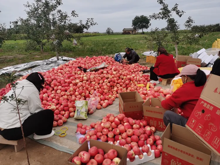 正宗陕西淳化秦脆苹果新鲜应季水果脆甜多汁皮薄肉厚18枚装80大果