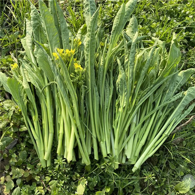 广西桂林农家新鲜现摘柳叶花菜苔青菜苔菜心菜头软糯清甜时令蔬菜