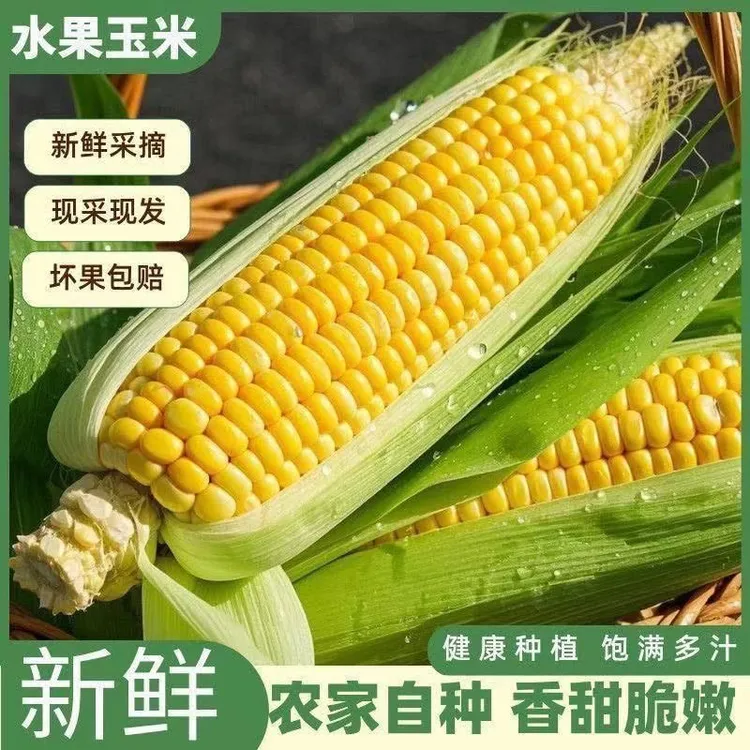 新鲜现摘金黄水果玉米甜脆多汁可生吃带皮带壳玉米棒苞农场直发发