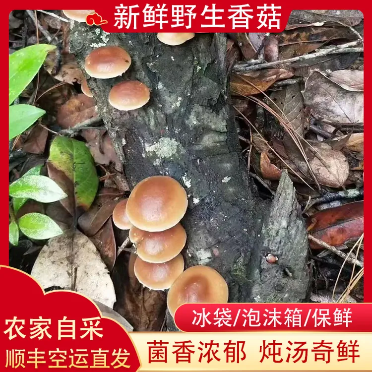 【空运包邮】云南深山野生香菇香蕈新鲜现摘小香菇香信马桑菌蘑菇