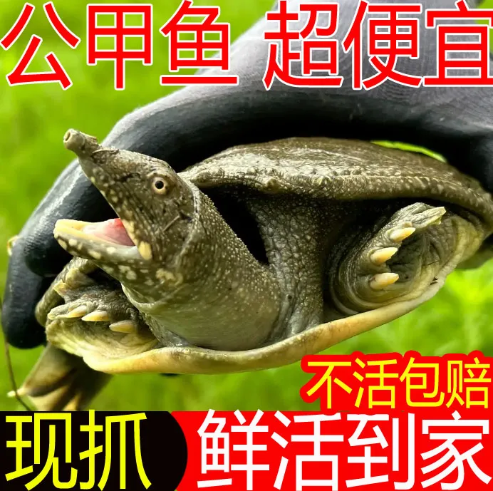 2斤1只 鲜活公甲鱼 包活送到 死了包赔 甲鱼活体新鲜中华鳖王八