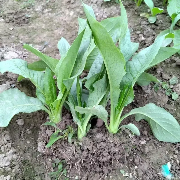 高州大叶甜唛菜大田种植南方生长抗病耐寒耐热四季可种