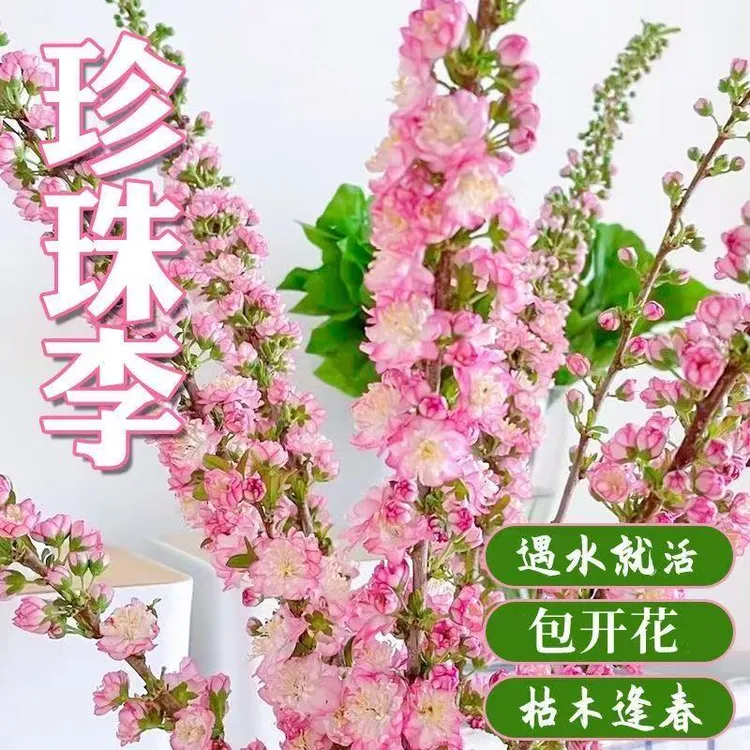 【冬季热销】珍珠李鲜花水培室内花卉遇水开花好养植物重瓣水培绿植