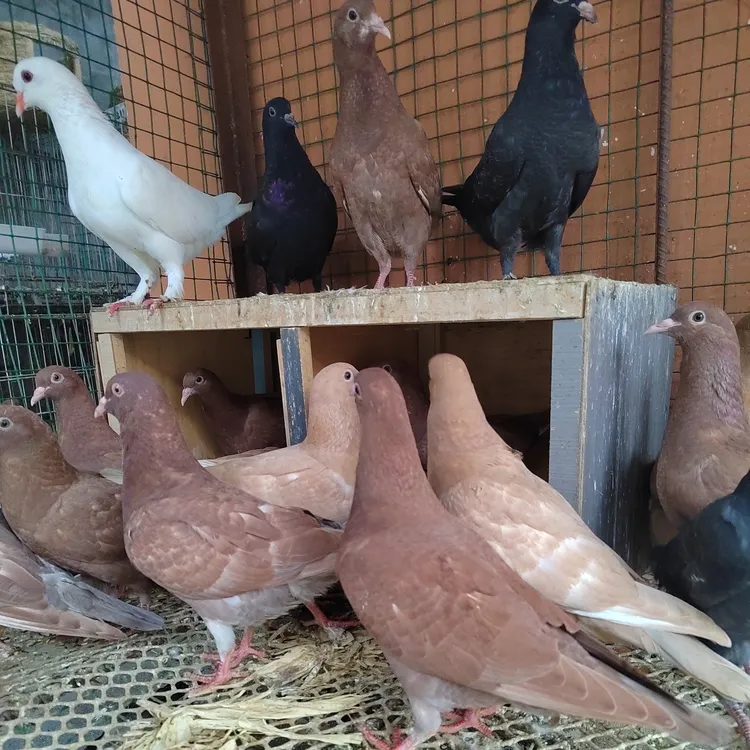 红色大体卡奴青年鸽子