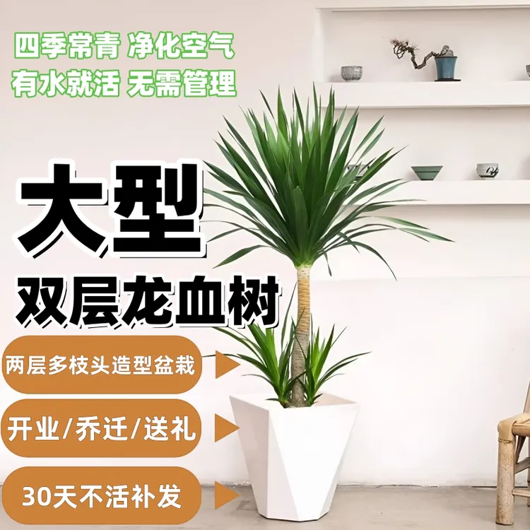 新款高档大型双层造型龙血树绿植盆栽客厅卧室走廊阳台办公室前台