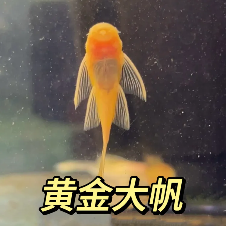 除藻工具黄金大帆鱼清洁鱼吃食物残渣淡水鱼擦缸鱼