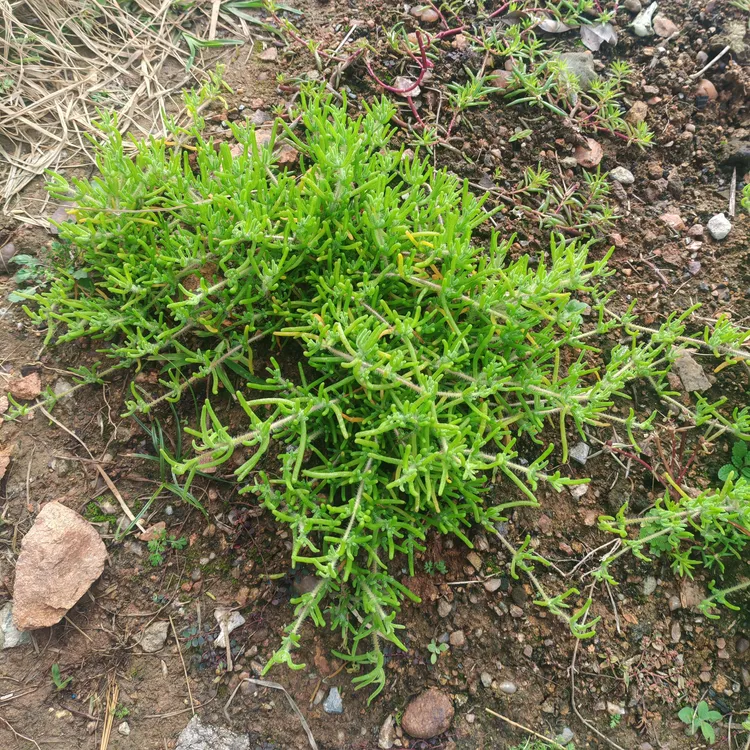 地栽多肉枝干番杏整桩无砍抗冻皮实好养