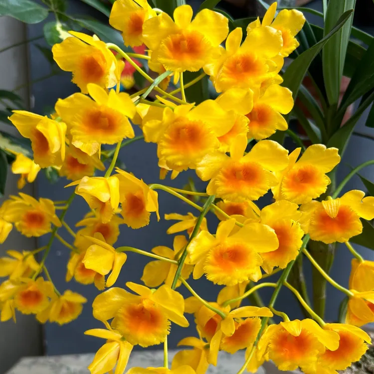 黄金鼓槌石斛兰 能吃能赏花期长浓香 阳台客厅庭院