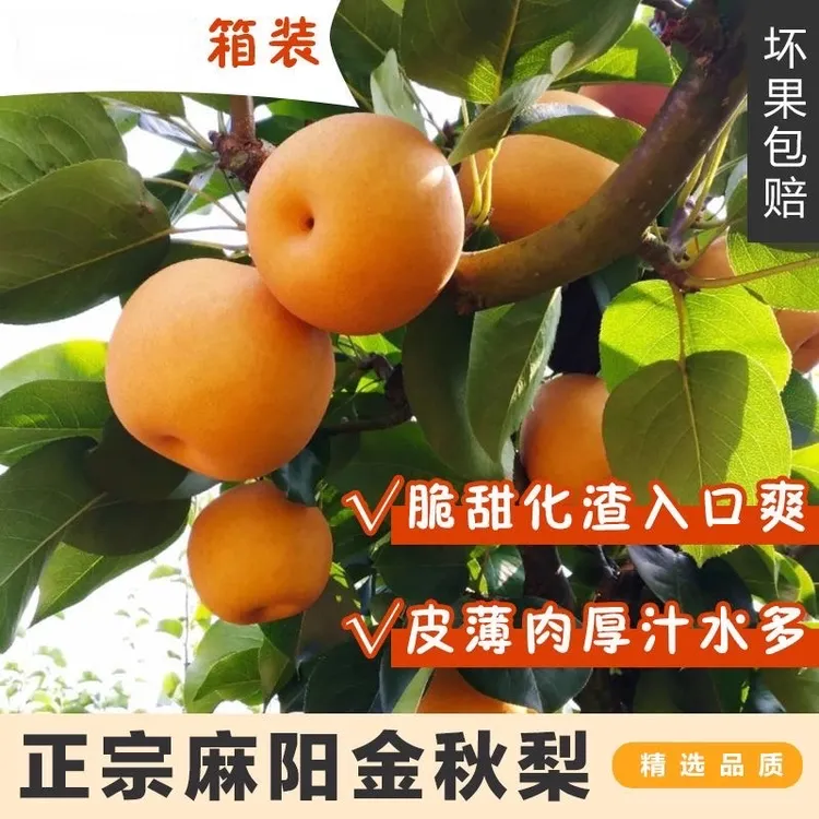 正宗怀化金秋梨新鲜梨子当季现摘蜜怀化冰糖梨秋月梨水果包邮