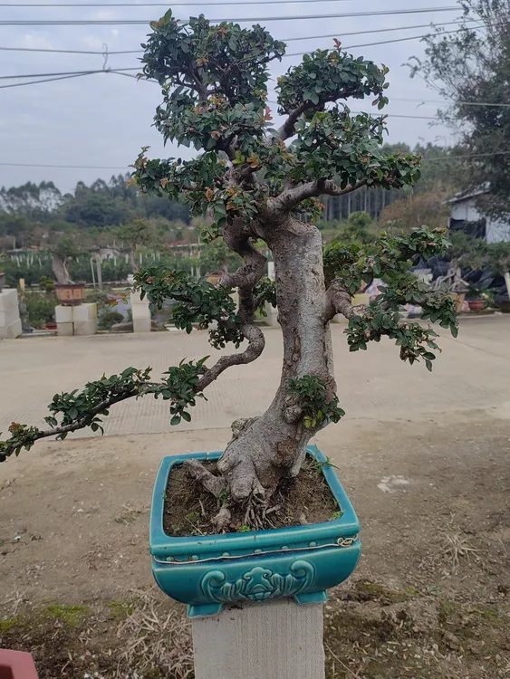 老桩榆树高端观赏盆栽庭院阳台造景盆景