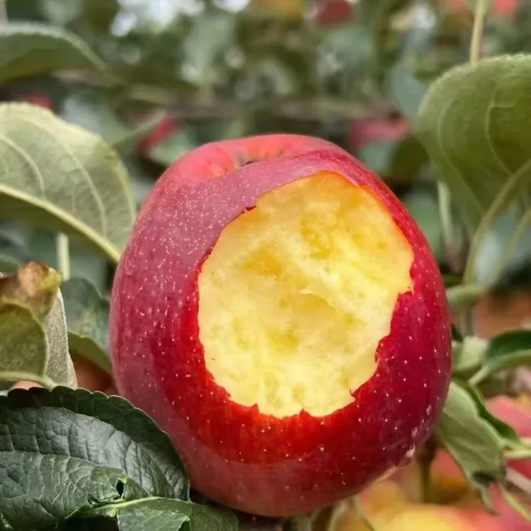 2025正宗昭通丑苹果冰糖心红富士苹果