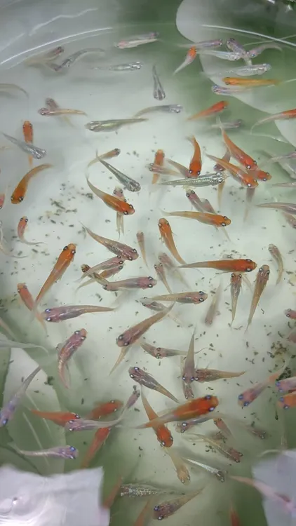 观背青鳉二十条（15备5）