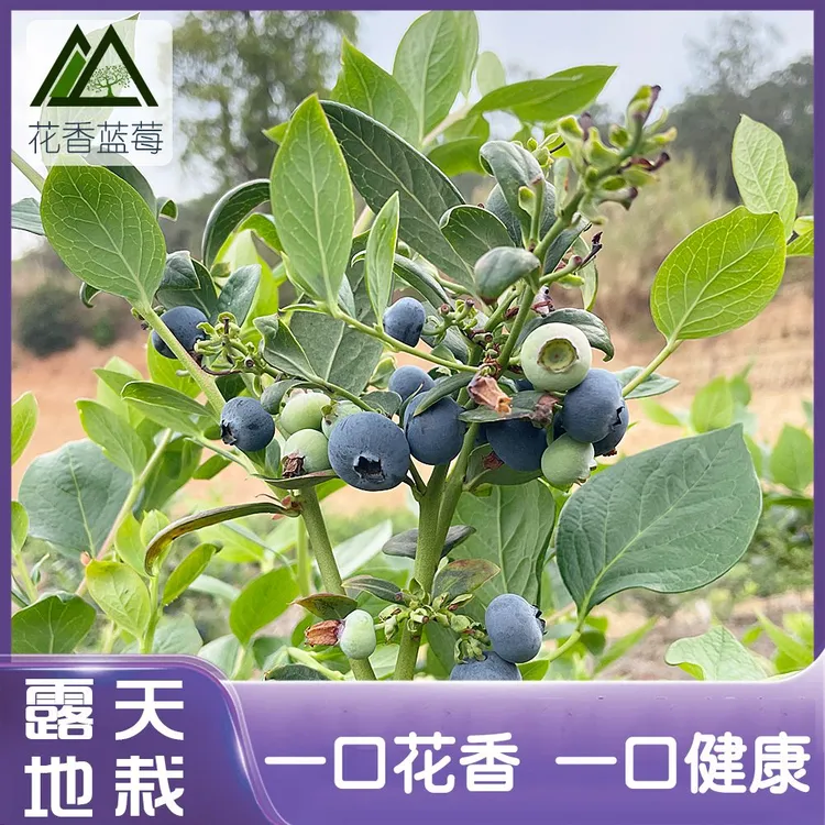 露天地栽蓝莓云南蓝莓L25花香蓝莓