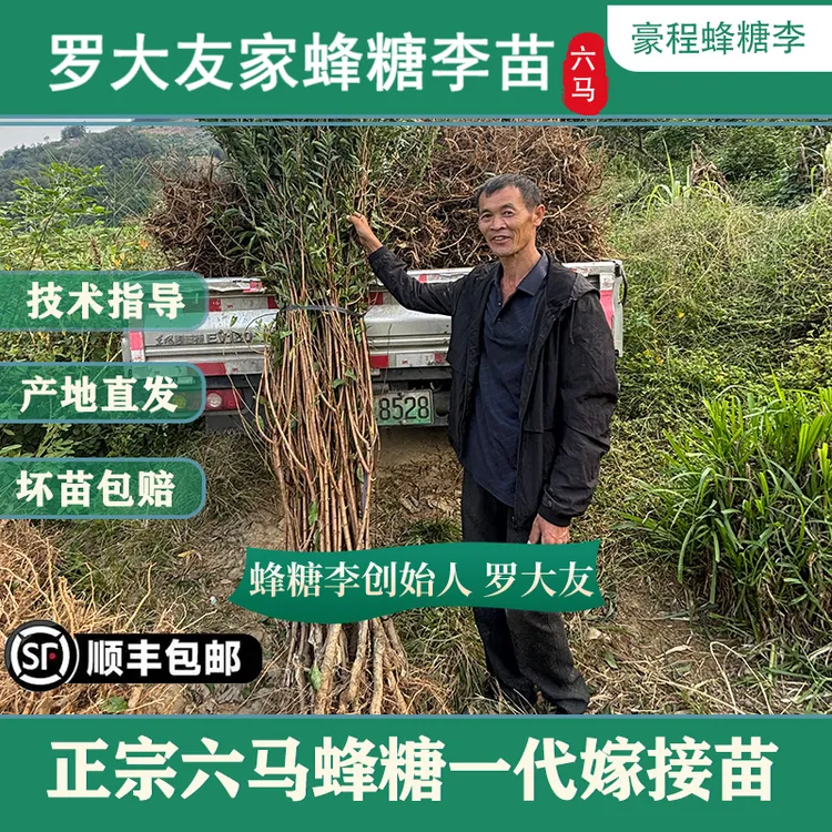 罗大友家贵州六马正宗蜂糖李苗蜂糖李嫁接苗青皮黄心现挖现发盆栽