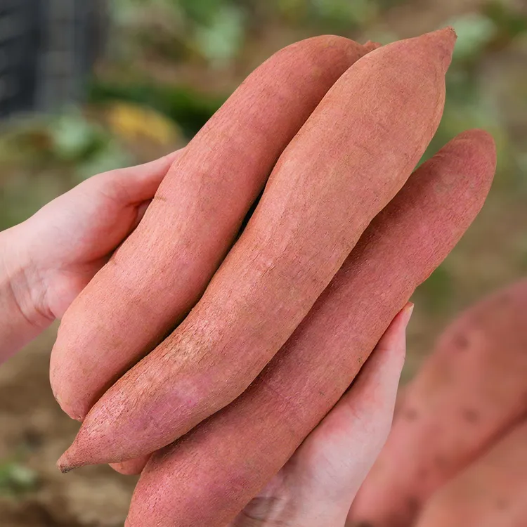 正宗陕西延长火焰山红薯新鲜现挖红皮白心软糯香甜