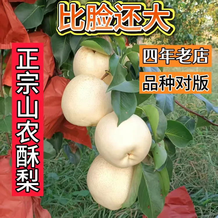 正宗山农酥梨秋月梨彩虹梨嫁接苗南北方盆栽树苗地栽庭院种植