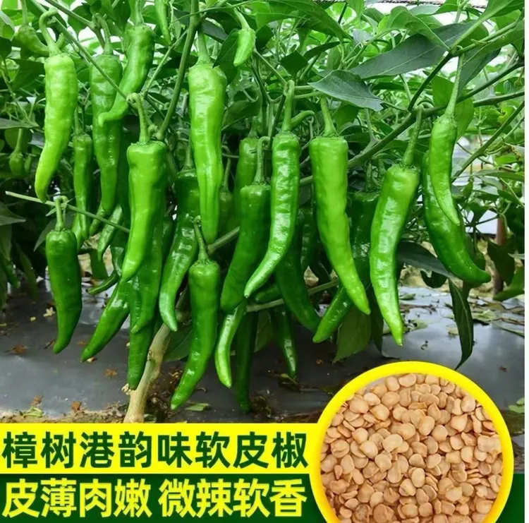 【樟树港辣椒种子】樟树港辣椒种子阳台盆栽蔬菜